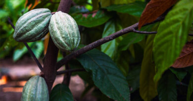 Puratos desarrolla Cacao-Trace para impulsar la producción sostenible del cacao