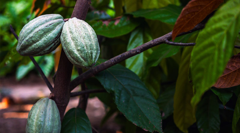 Puratos desarrolla Cacao-Trace para impulsar la producción sostenible del cacao