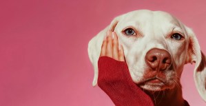 Entre las categorías que más han avanzado se encuentran los juguetes de cuerda para perros, cuyas compras aumentaron un 165% interanual entre abril y agosto de 2026