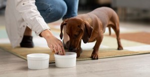 El sector reúne alrededor de 50 fabricantes de alimentos para animales de compañía, que generan unos 2.500 empleos