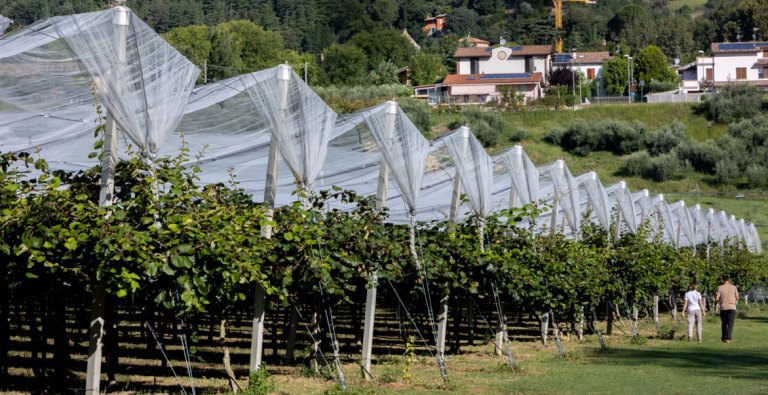 Zespri prevé aumentar un 16% su cosecha del hemisferio norte